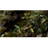 Laser Plants Elephant Ear